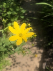 Coreopsis major