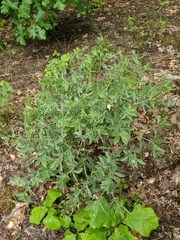 Baptisia bracteata