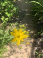 Coreopsis major