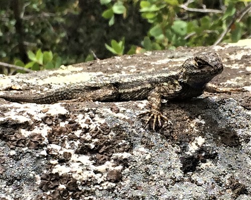 iNaturalist observation photo of Western Fence Lizard