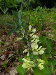 Baptisia bracteata