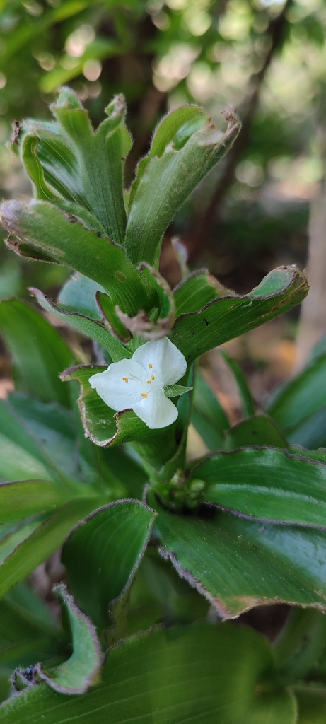Tradescantia burchii