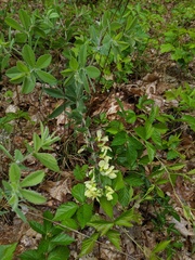 Baptisia bracteata