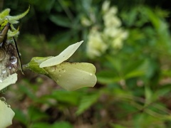 Baptisia bracteata