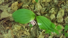 Cypripedium