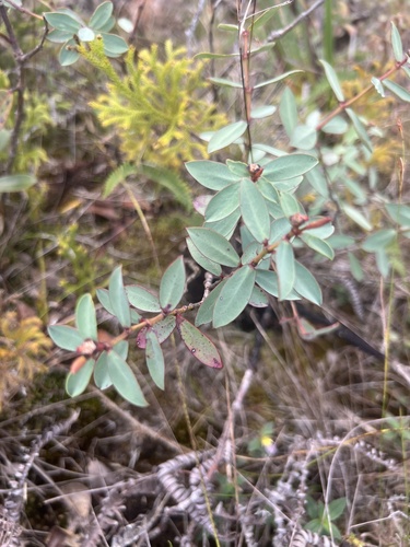 Euphorbia sparsiflora observed 2024-08-13