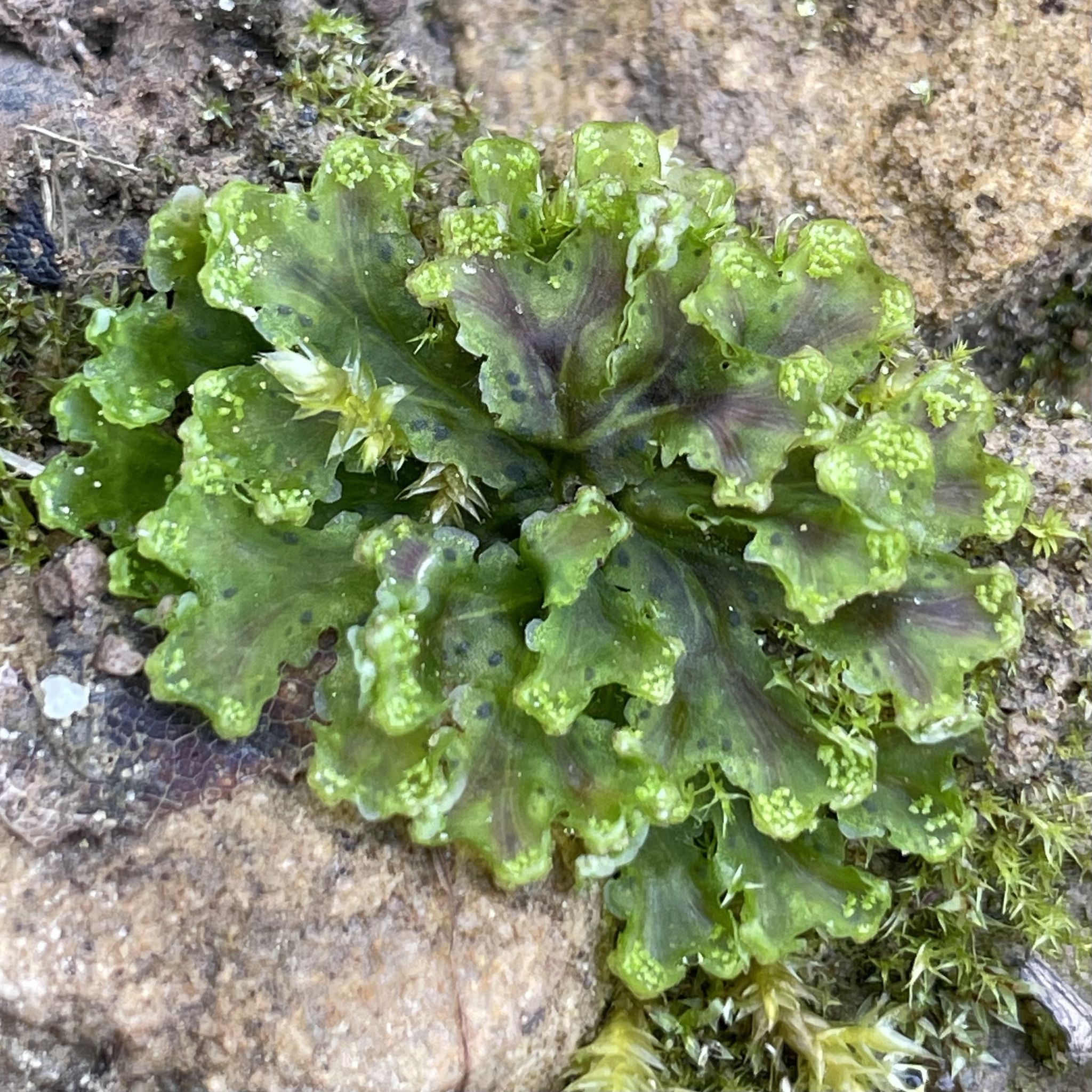 Blasia pusilla