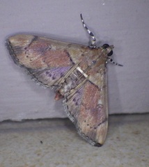 Sathria simmialis