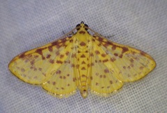 Polygrammodes eleuata