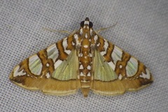 Glyphodes sibillalis