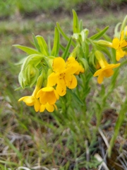 Lithospermum caroliniense