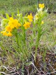 Lithospermum caroliniense