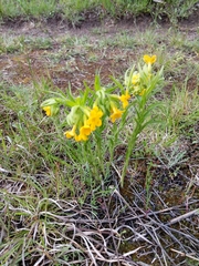 Lithospermum caroliniense