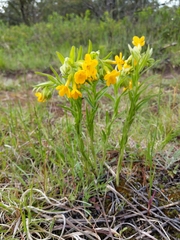 Lithospermum caroliniense