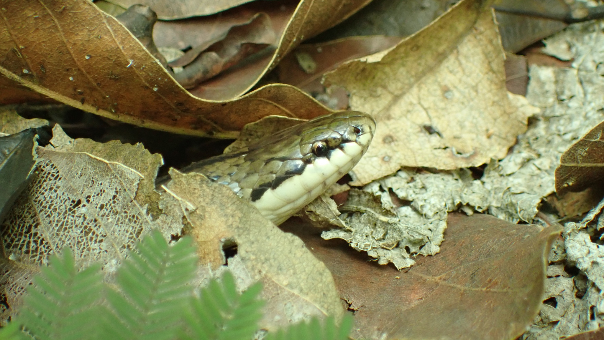 Madagascar Black-Backed Smooth Snake photo 4