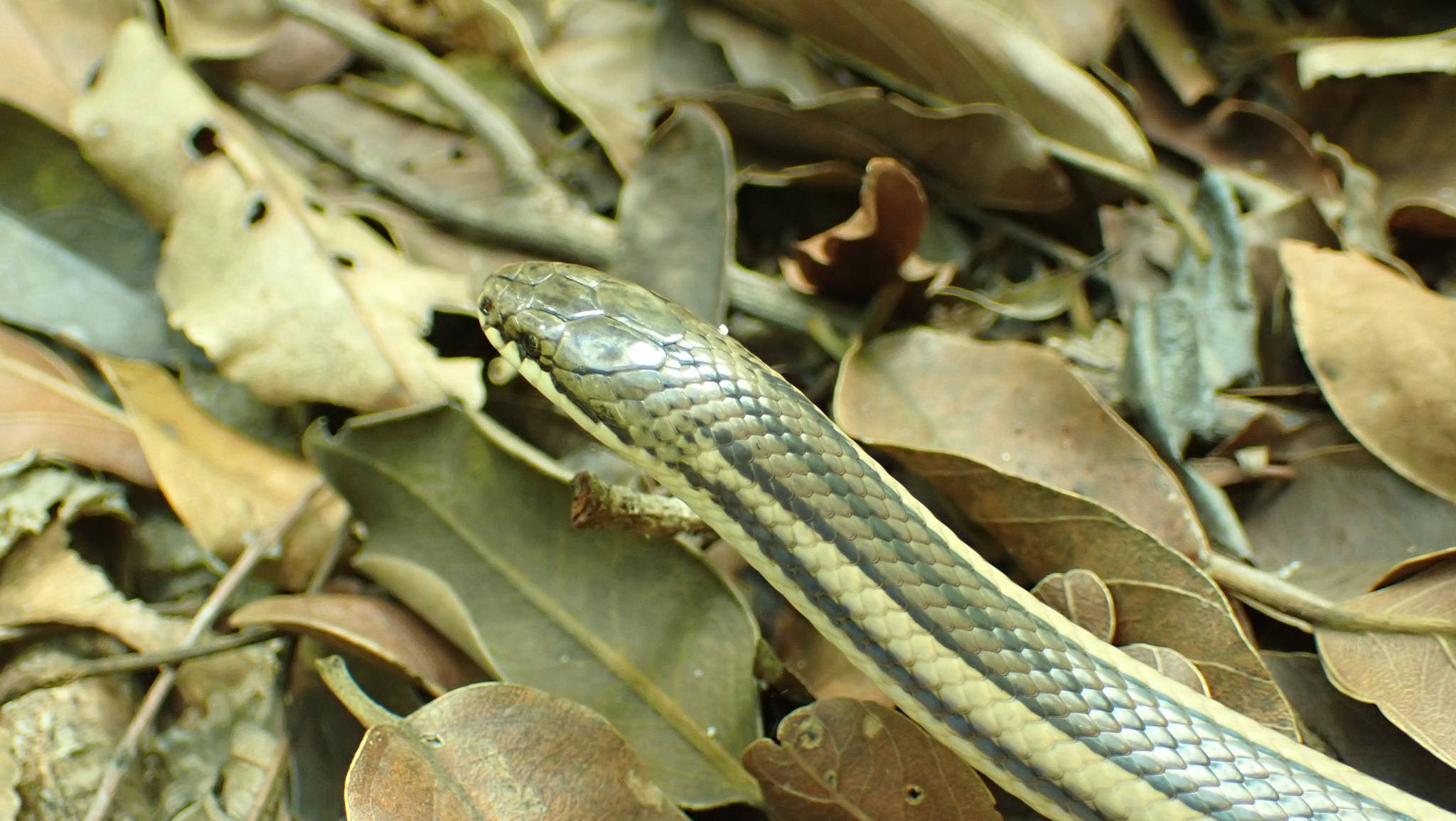 Madagascar Black-Backed Smooth Snake photo 3