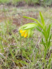 Lithospermum caroliniense