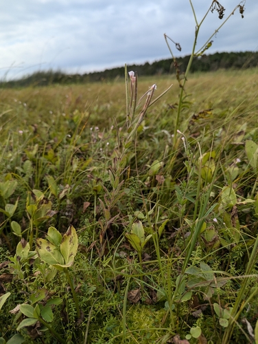 Image of Epilobium densum by no rights reserved