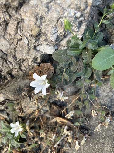 Campanula mollis (Campanula mollis)