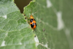 Paridea