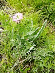 Psephellus sibiricus