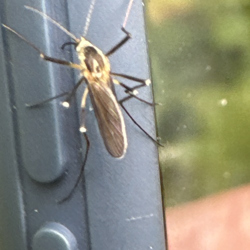 Eastern Treehole Mosquito