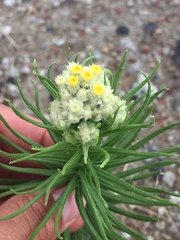 Pseudognaphalium viscosum