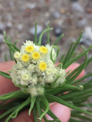 Pseudognaphalium viscosum