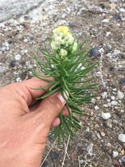 Pseudognaphalium viscosum