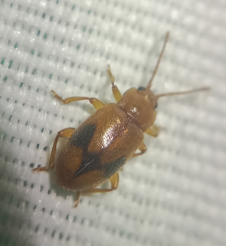 Dapsa trimaculata