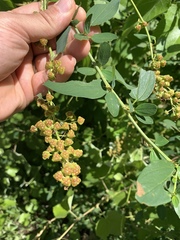 Ceanothus integerrimus