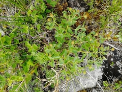 Euphorbia alpina