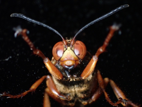 Eastern cicada killer