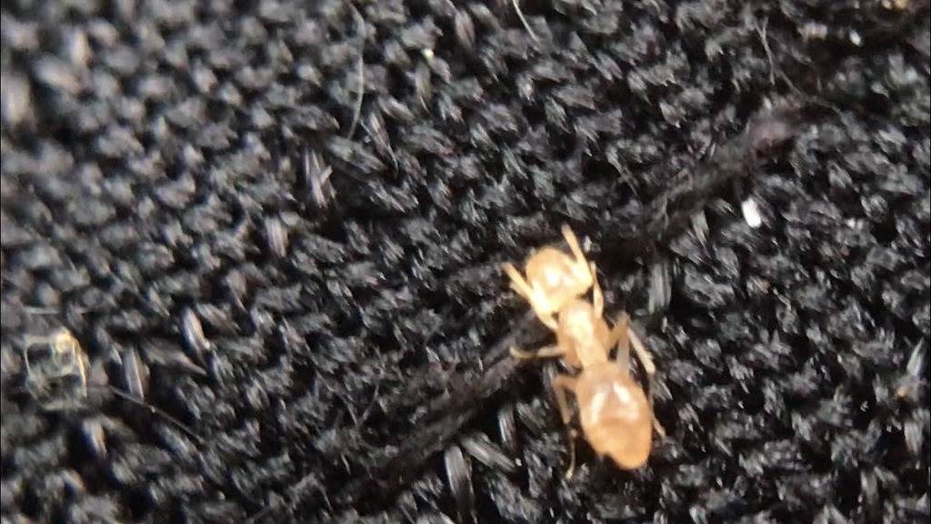 Odorous Tropical Twig Ant