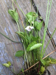 Viola pallens