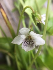 Viola pallens
