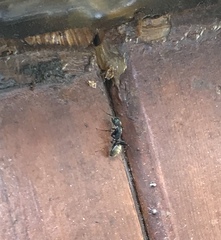 Camponotus pennsylvanicus