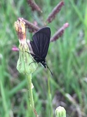 Pholisora mejicanus