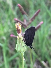 Pholisora mejicanus
