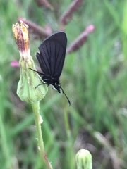 Pholisora mejicanus