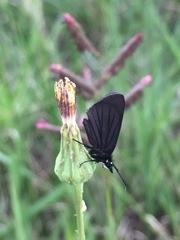 Pholisora mejicanus