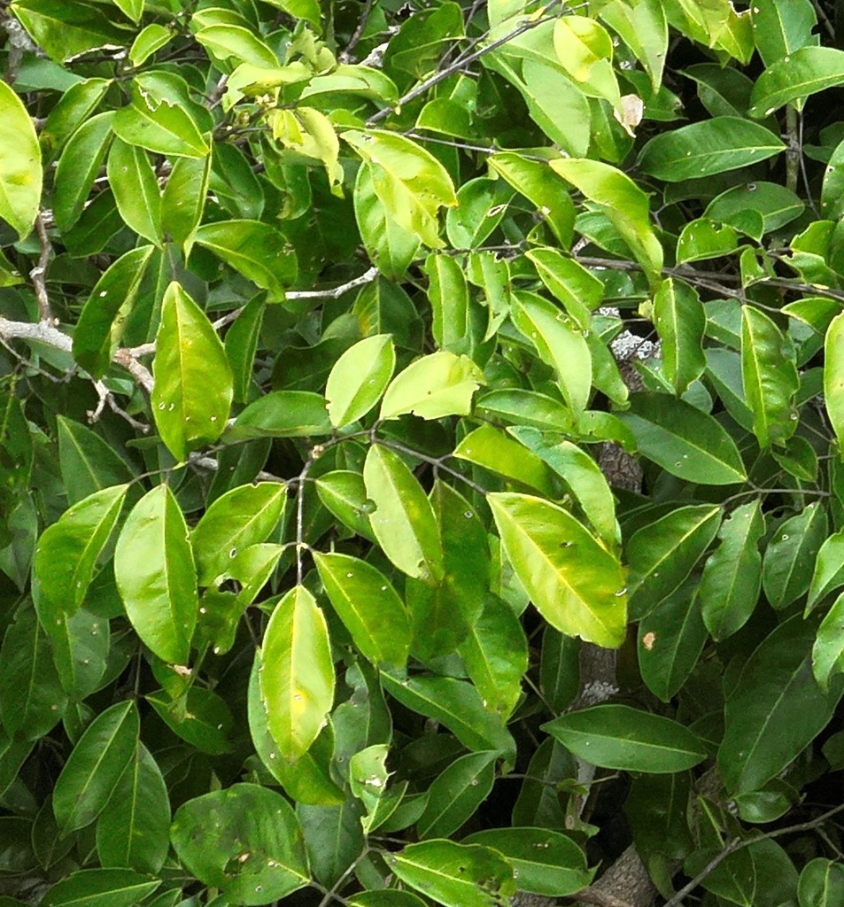 Andira micrantha