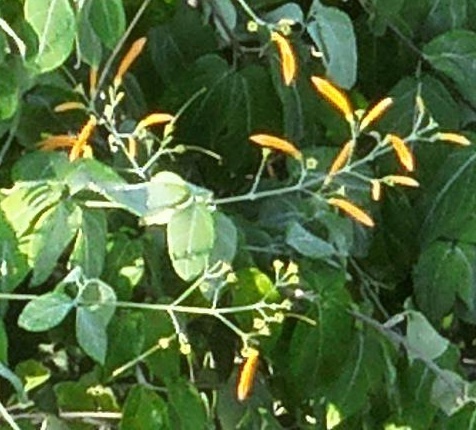 Cuspidaria cinerea