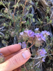 Phacelia vallis-mortae