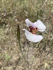 Calochortus vestae
