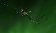 Leucauge
