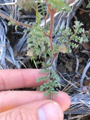 Phacelia vallis-mortae