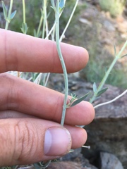 Monardella linoides sierrae