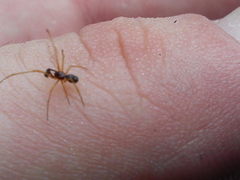 Neottiura bimaculata