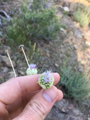 Monardella linoides sierrae